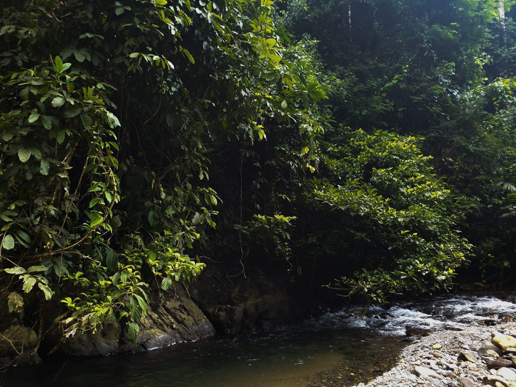  Views Jungle trek Sumatra Indonesia