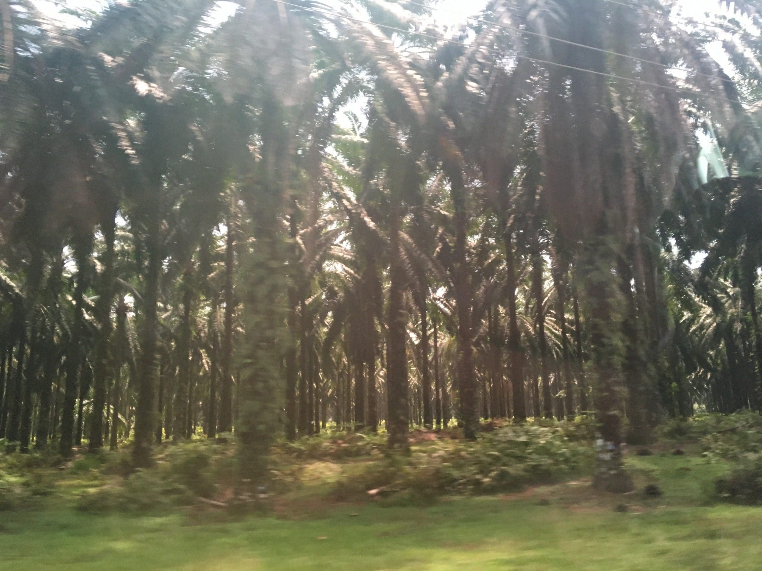 Palm oil forests on the way to Bukit Lawang, sadly natural habitat is being destroyed to make room for more of these plantations