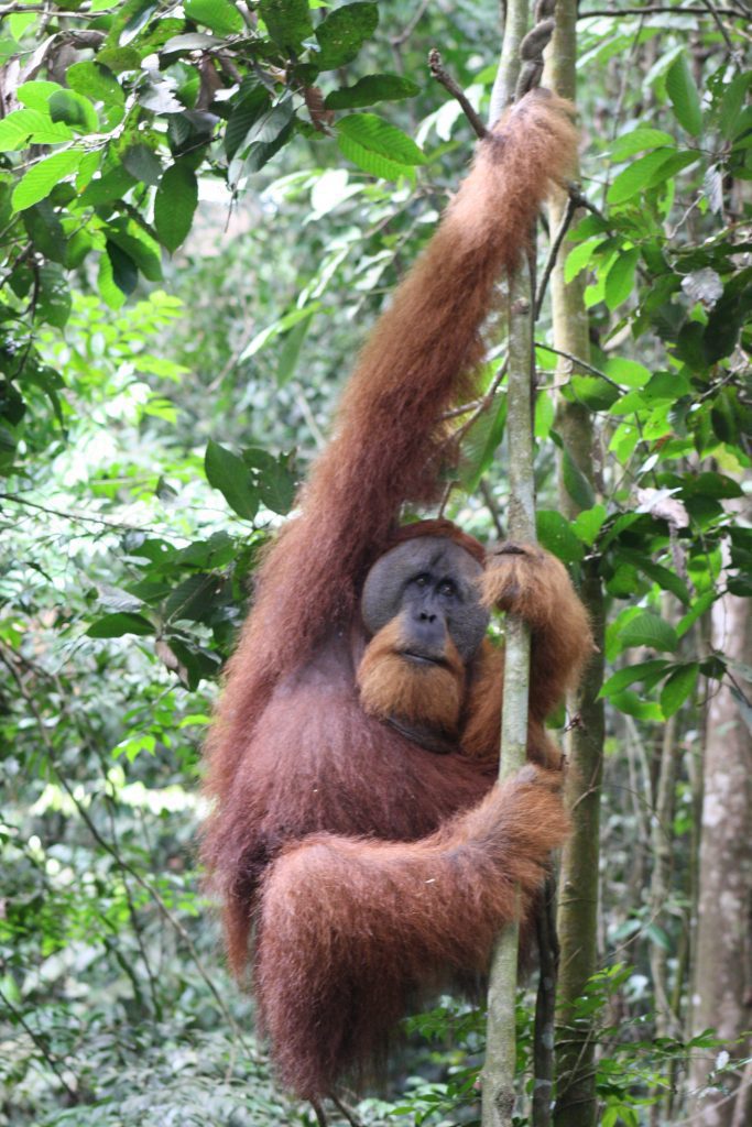 Large male orangutan in the wild jungle