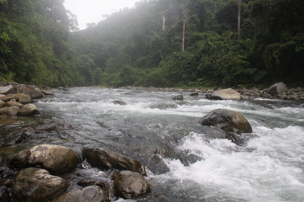 part of the river deep in the jungle