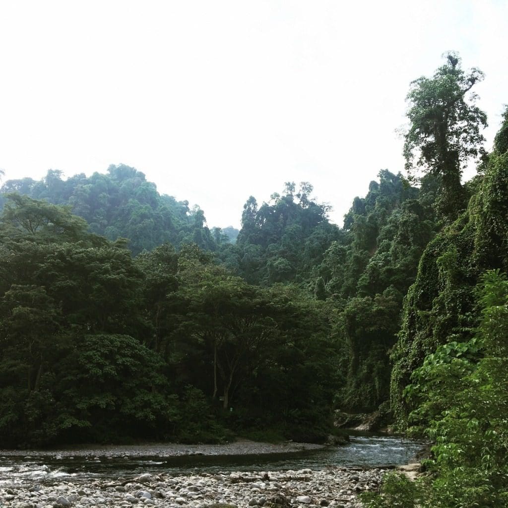 Beautiful Indonesian jungle 