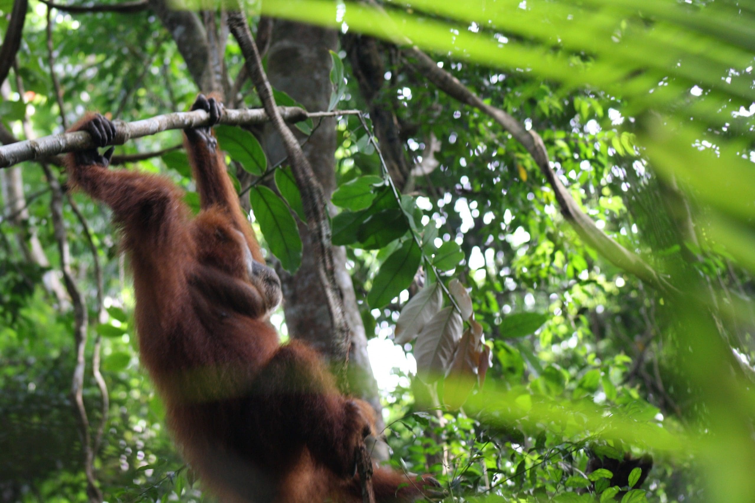 wild orangutan jungle trek