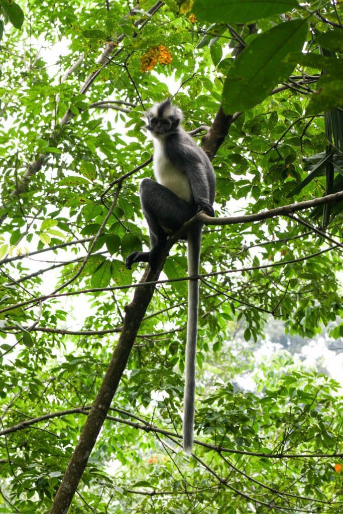 Thomas Leaf Monkeys are the punks of the jungle! Super cute with their mow hawk haircuts.