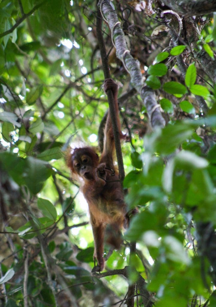 A cheeky baby orangutan climbed down to check us out