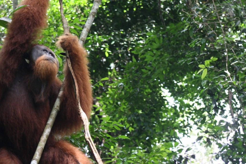 Orangutan in jungle