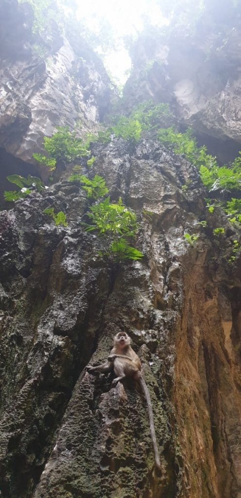 Monkey inside Batu Caves