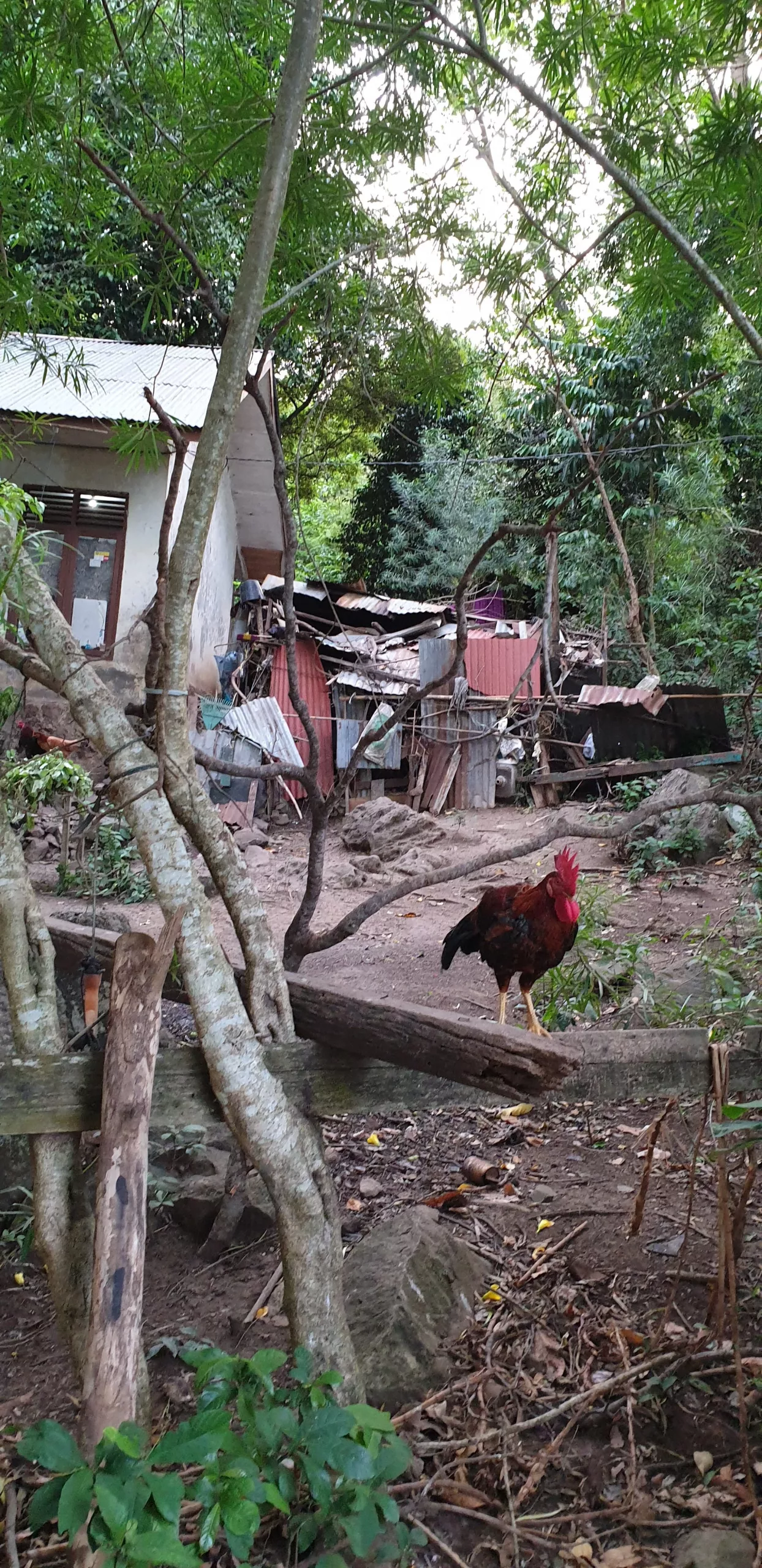 Roosters on patrol while you walk to Iboih