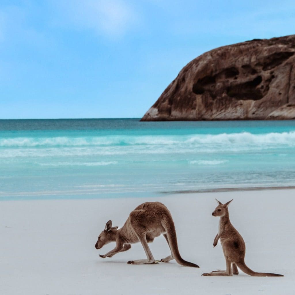 kangaroos on the beach Australia