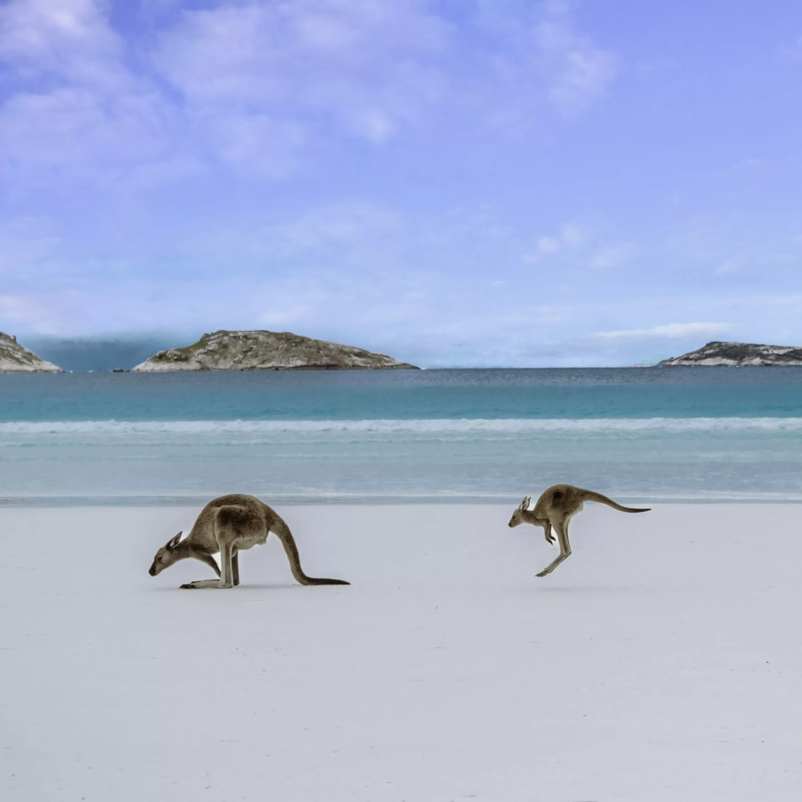 Kangaroos on the beach at Lucky Bay WA