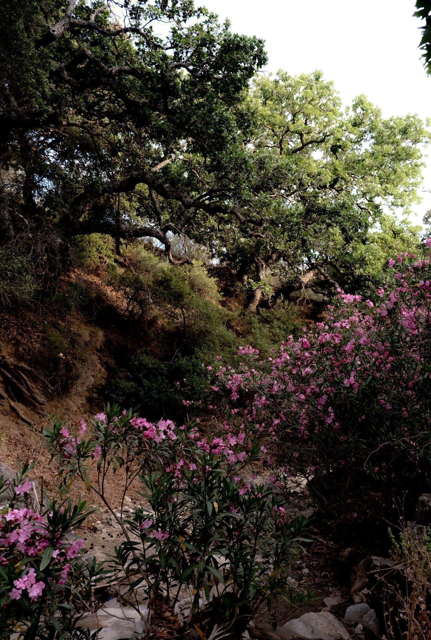 Hiking from ELaiolithos Luxury Retreat Hotel