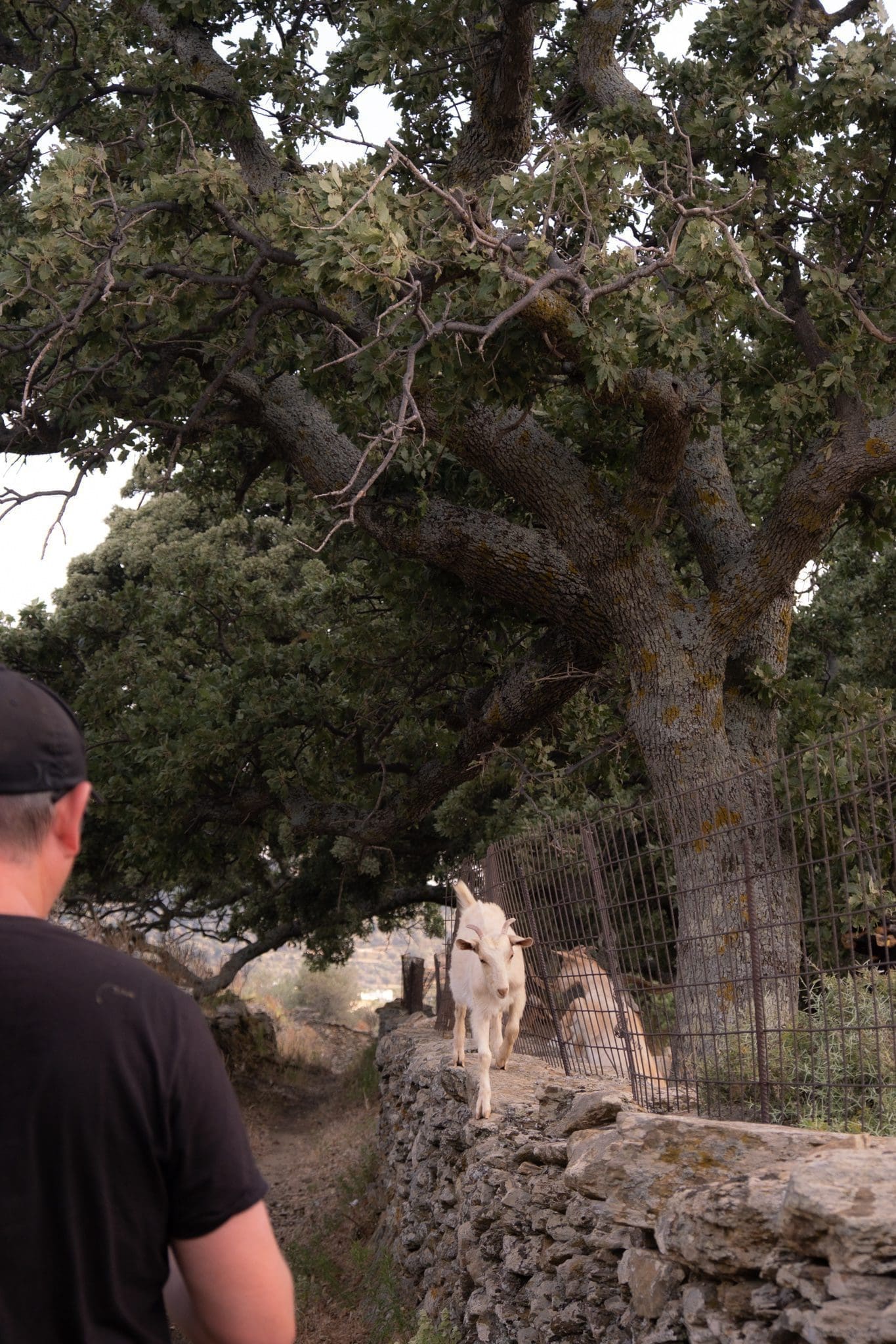 Mike with escaped goat on the hike