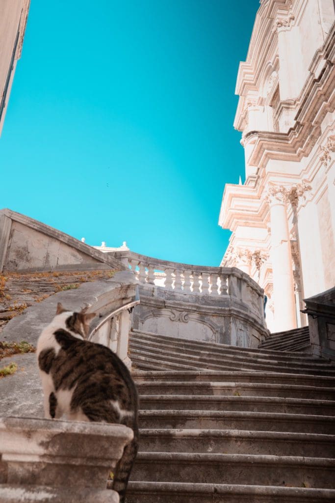 Cat on the Jesuit Stairs Game of thrones stairs Dubrovnik