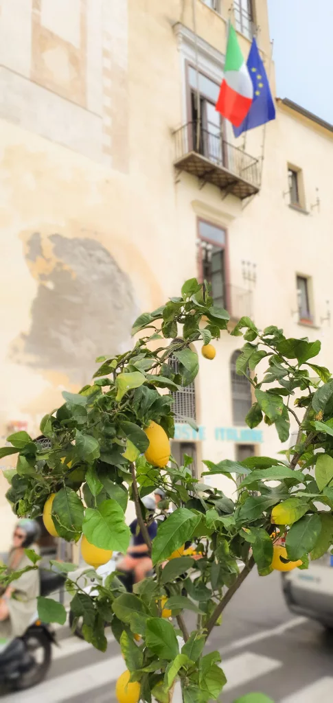 Amalfi lemons-best things to do in Amalfi