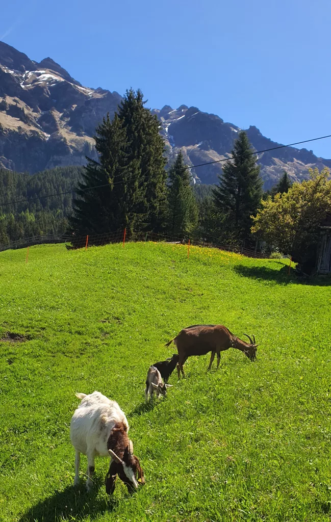 wengen