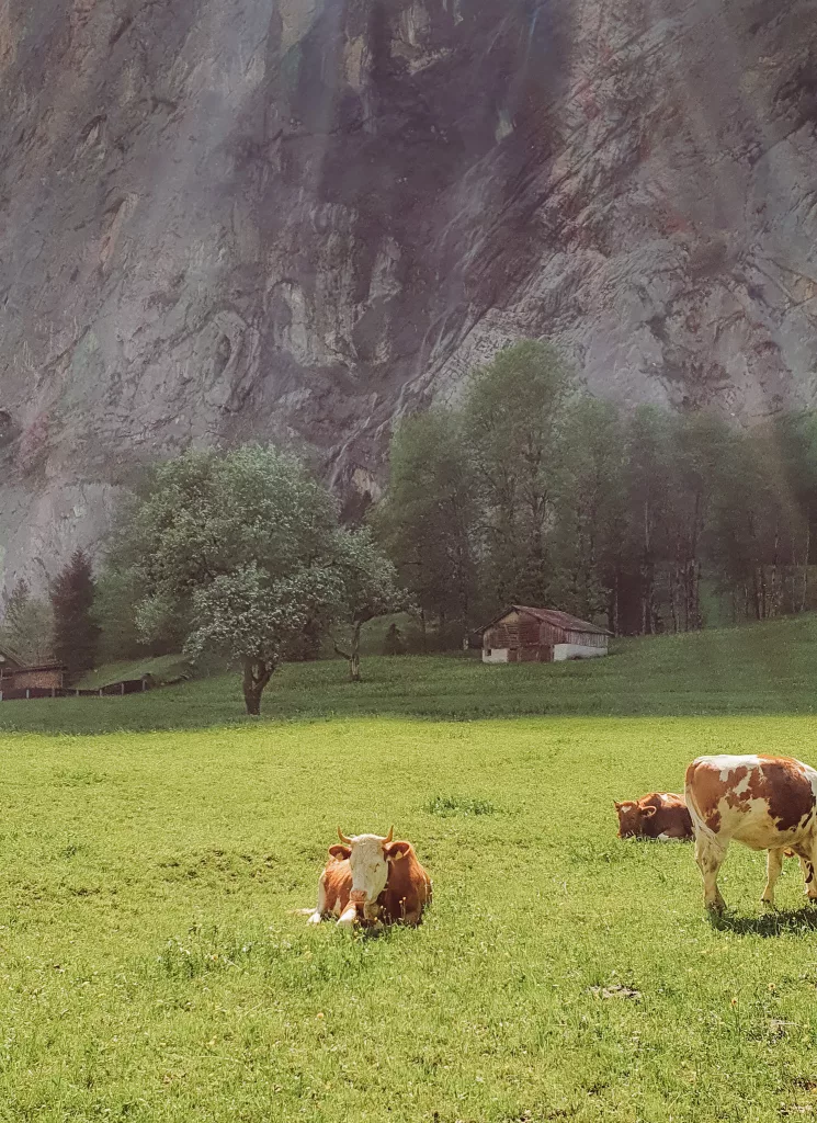 Snowcap mountain views on hike out to Trummelbach Falls Lauterbrunnen