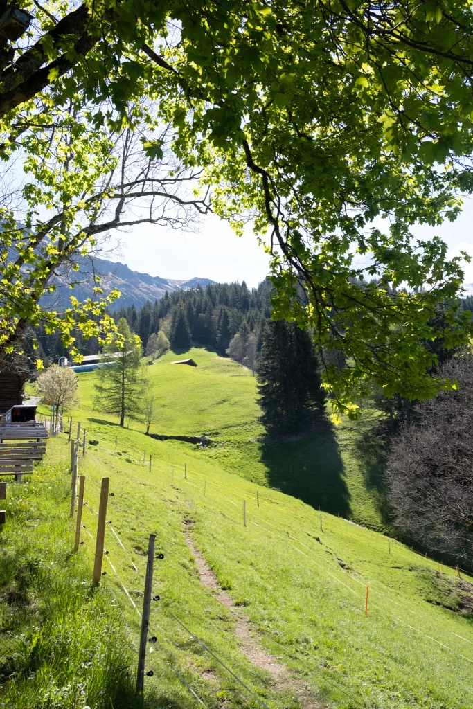 wengen