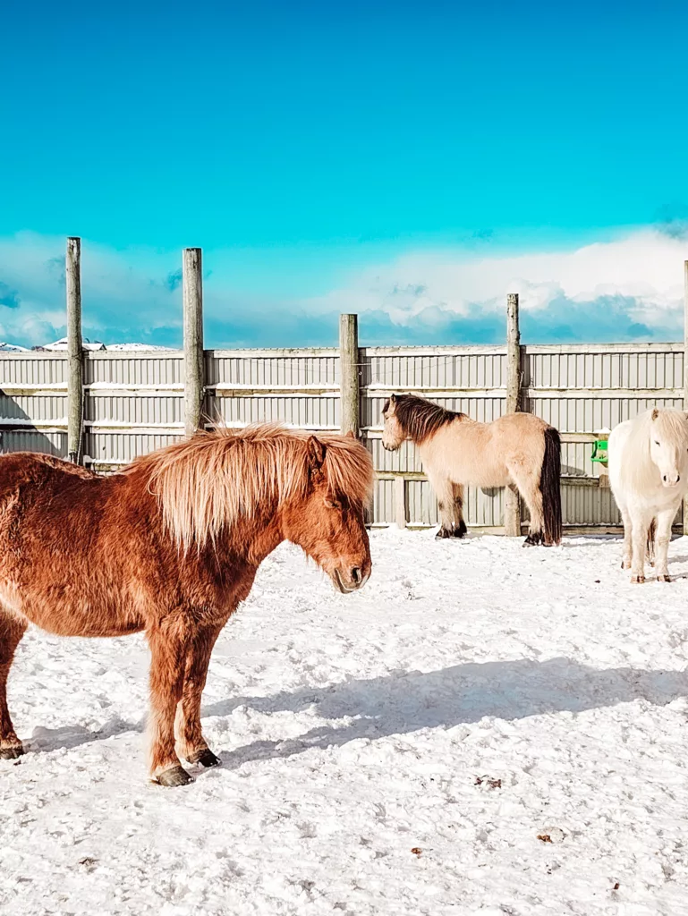 Icelandic horses at Hov Gard Lofoten Islands