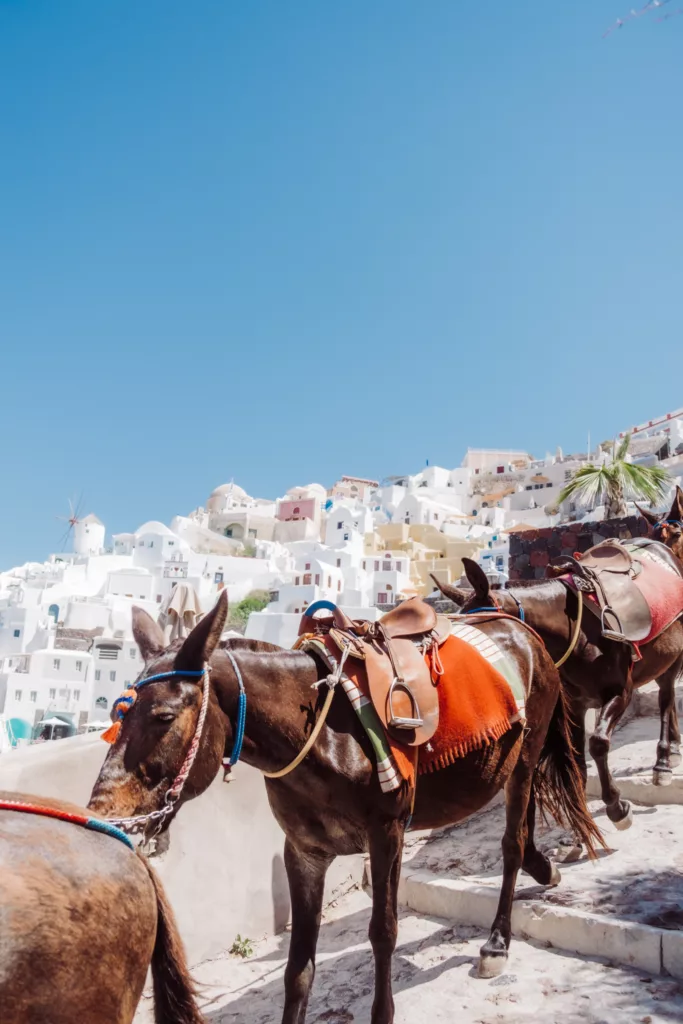 Donkeys going down to Ammoudi Bay Santorini