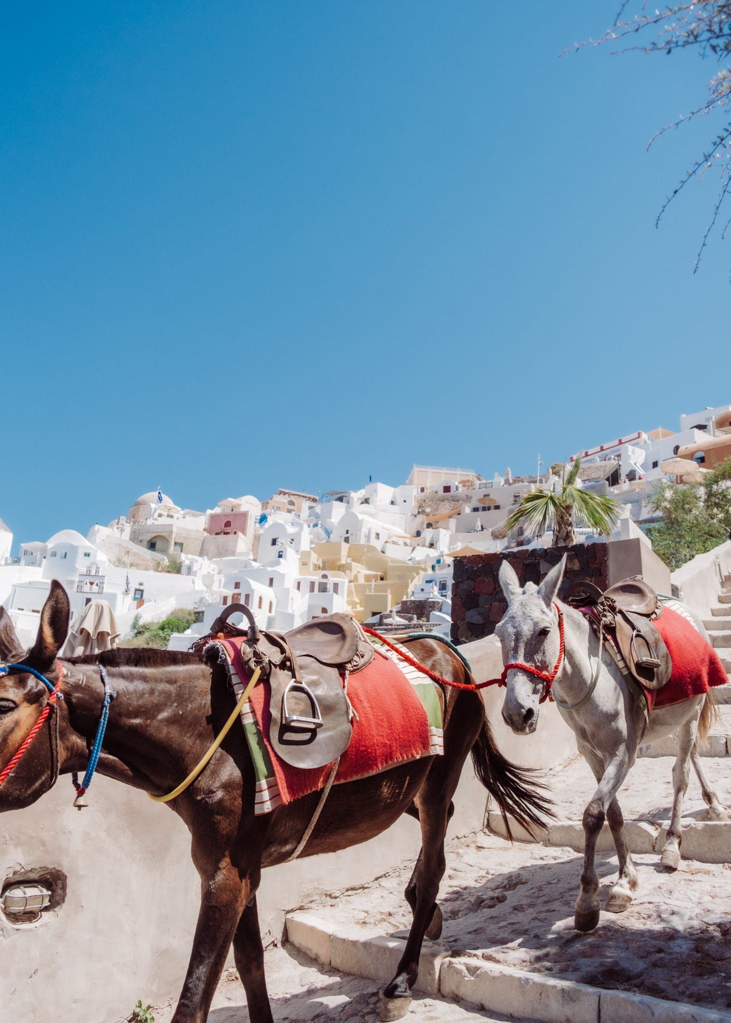 Donkeys going down to Ammoudi Bay Santorini