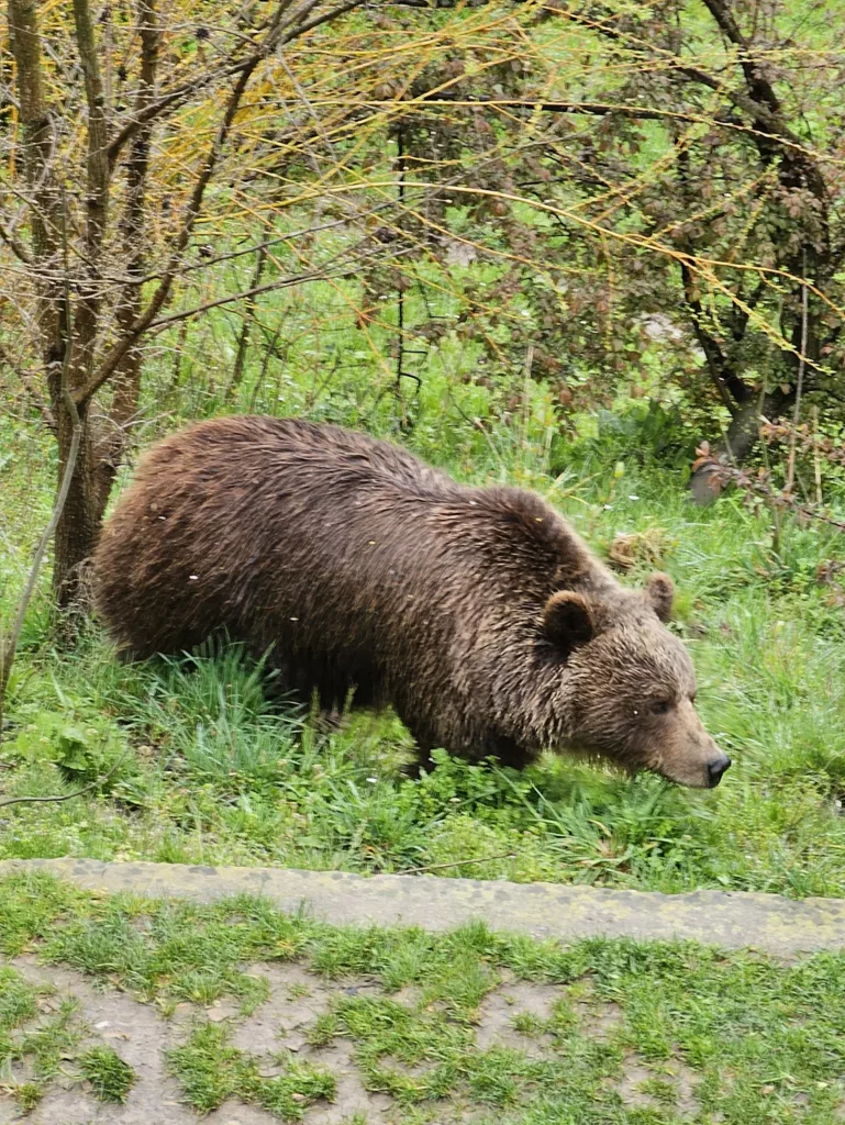 Bear in Bear Park in Bern one of the best things to do in Bern