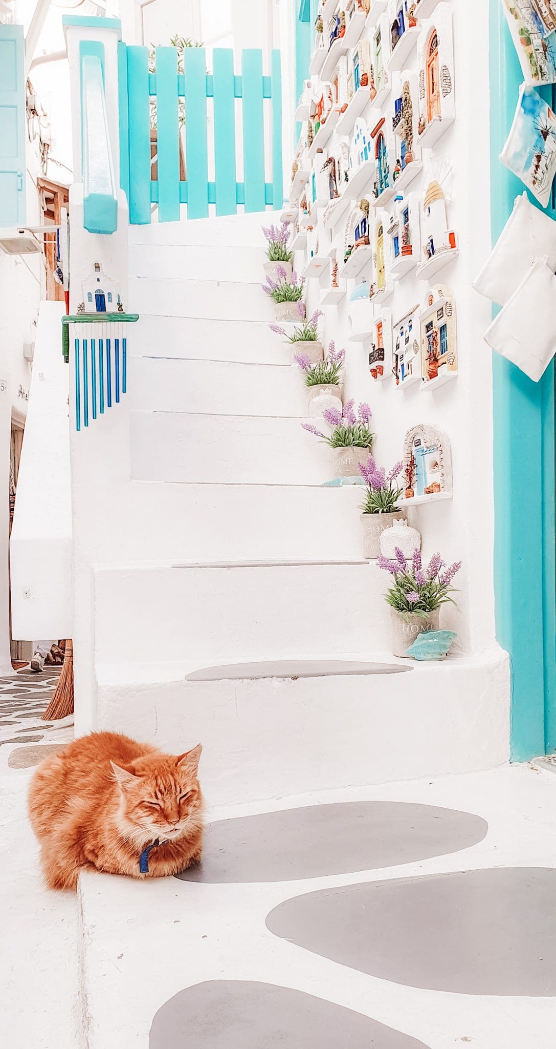 cute cat in Mykonos, must visit in 2024