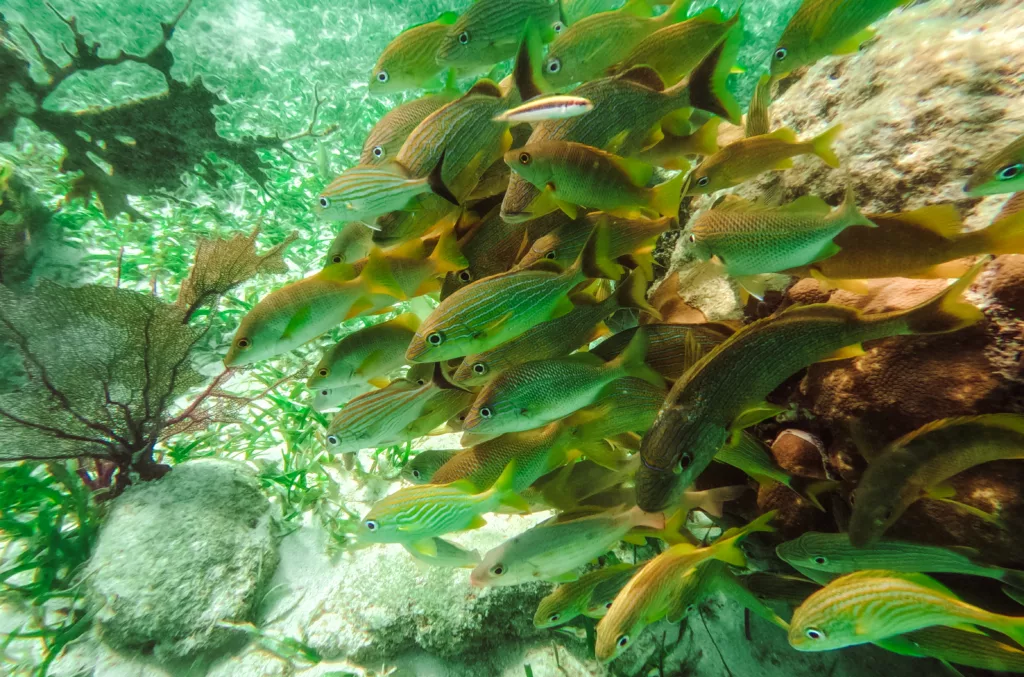 snorkelling in Mahahual Costa Maya Meico