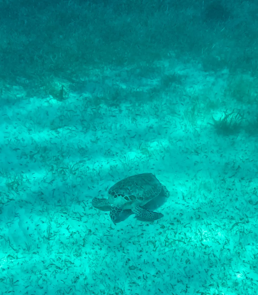 Snorkelling with Mar Adentro Diving Mahahual Mexico Costa Maya