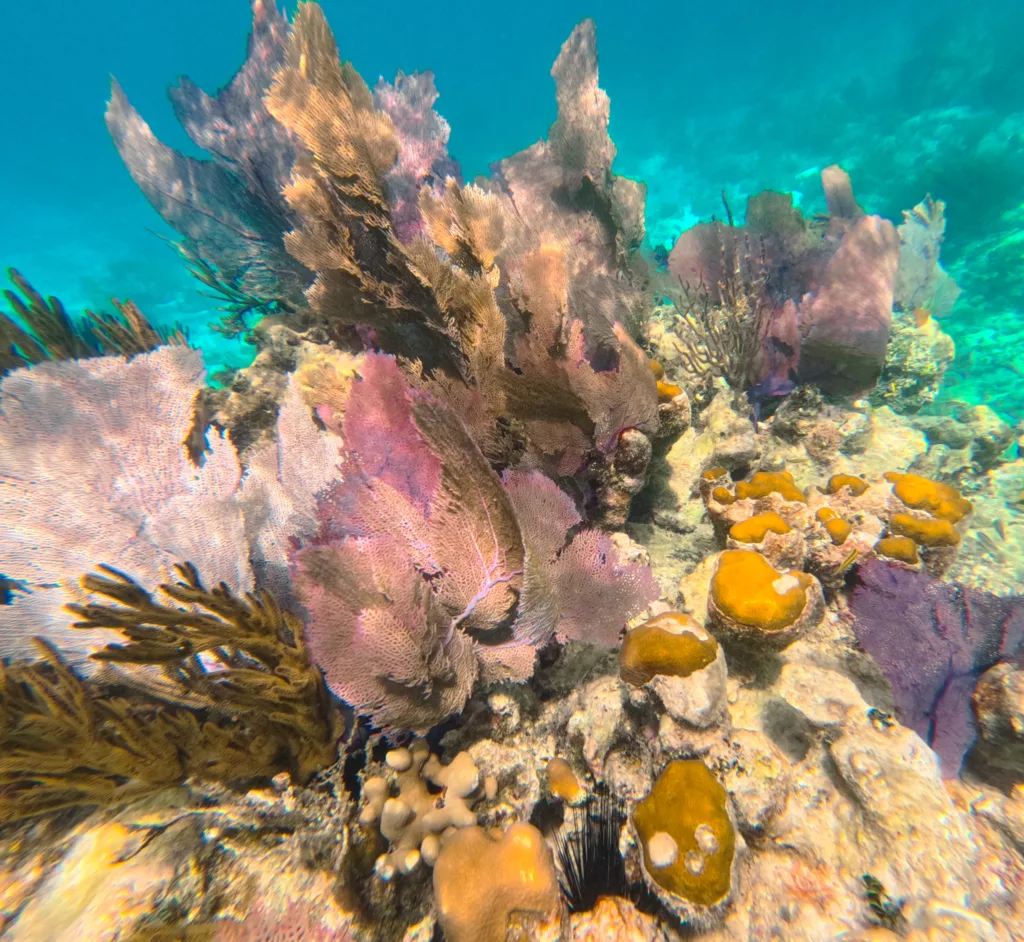 Snorkelling with Mar Adentro Diving Mahahual Mexico Costa Maya